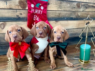 Hungarian Vizsla dogs Hungarian Vizsla Puppies - Advert 17