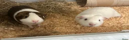 Guinea Pig rodents for sale: 2 boar guinea pigs  in Stroud - Advert 1