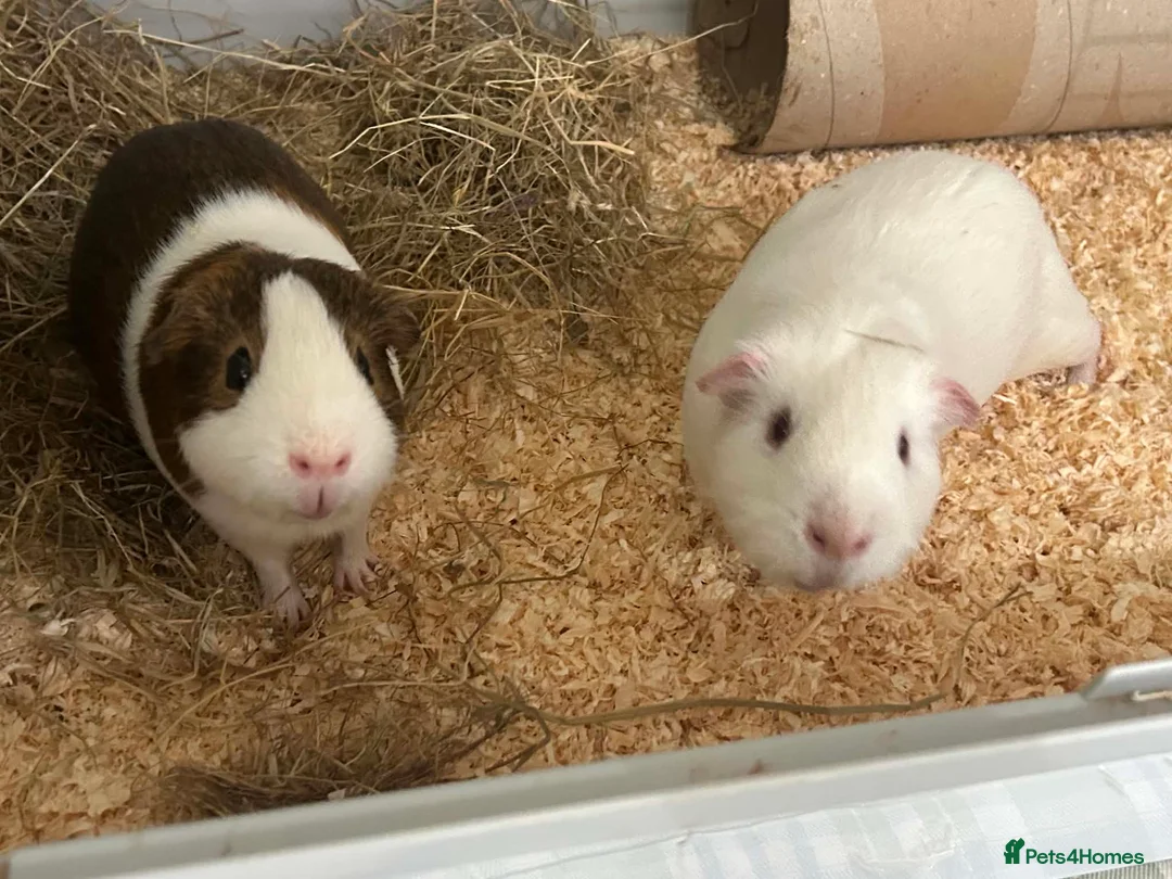 Guinea Pig rodents for sale: 2 boar guinea pigs  in Stroud - Advert 1