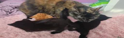 Mixed Breed cats for sale: Beautiful kittens for loving homes 🐾 - Advert 1