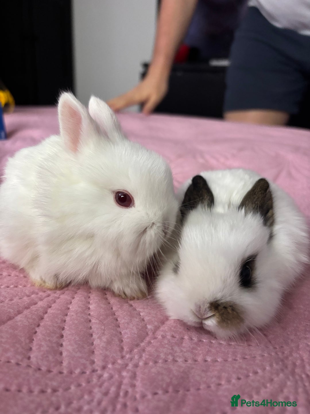 Mixed Breed rabbits for sale: 7 Gorgeous mixed dwarf hotot minilops  - Advert 2