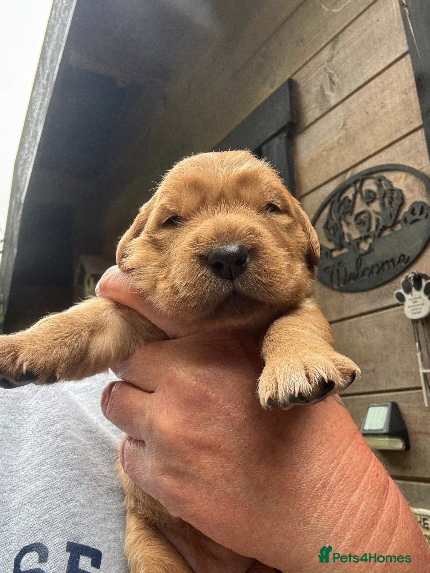 Golden Retriever dogs Golden Retriever puppies for sale - Advert 1