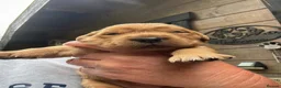Golden Retriever dogs for sale: Golden Retriever puppies for sale in Northwich - Advert 1