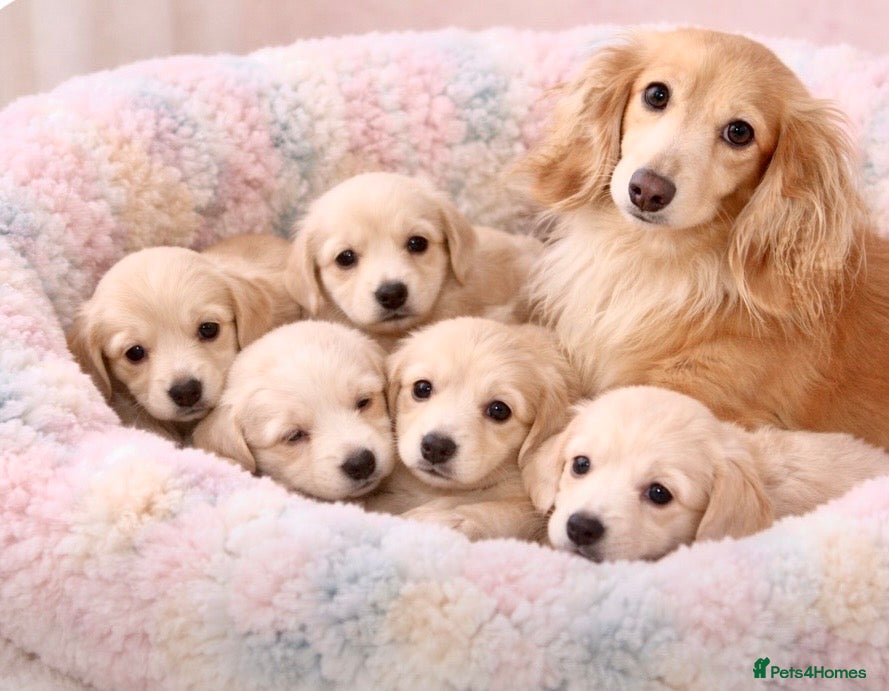 Miniature Dachshund dogs ✨🩷 absolutely STUNNING full long hair light cream - Advert 1