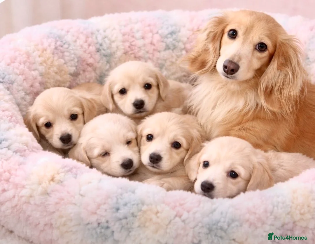 Miniature Dachshund dogs for sale: ✨🩷 absolutely STUNNING full long hair light cream - Advert 1