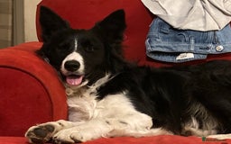 Border Collie dogs for stud: Border Collie for Stud in Malton - Image 4