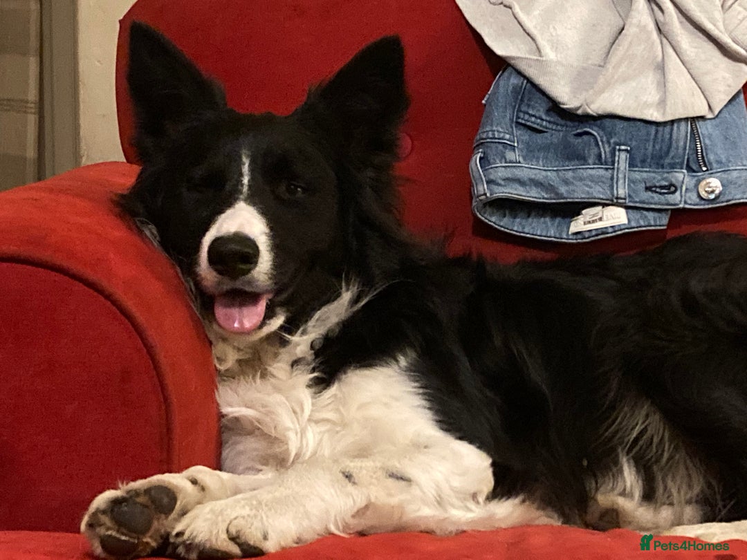 Border Collie dogs for stud: Border Collie for Stud in Malton - Image 4