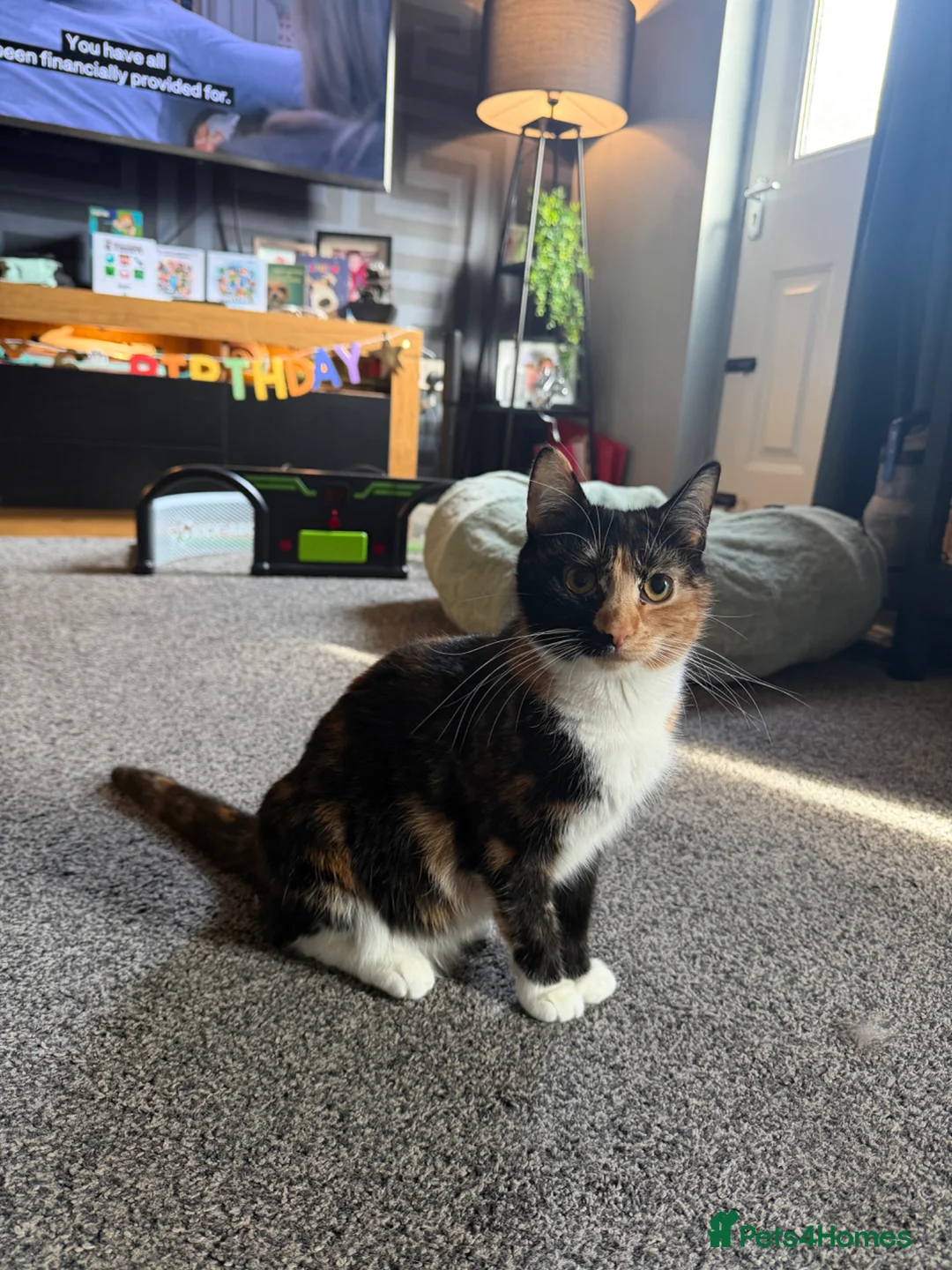 Mixed Breed cats for sale: Half ragdoll kittens  in Lancaster - Advert 11