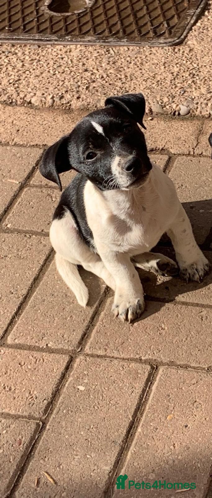 Jack Russell dogs for sale: Stunning jack Russell puppies - Advert 13