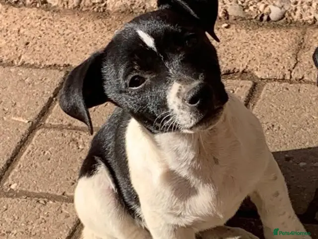 Jack Russell dogs for sale: Stunning jack Russell puppies - Advert 4