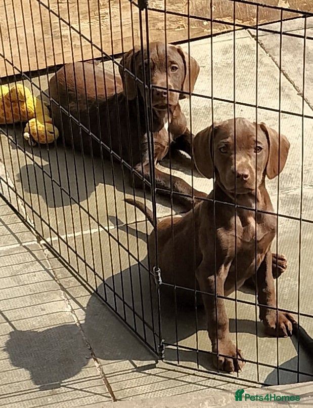Sprocker dogs Sprocker pups. Beautiful pups ready NOW - Advert 2