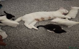 Asian cats for sale: Kittens  - Image 3