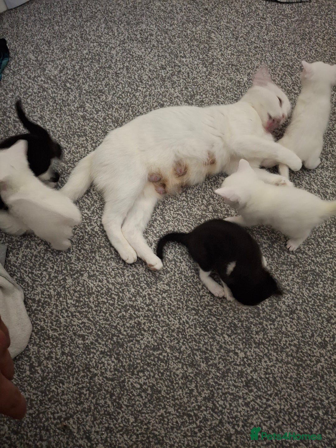 Asian cats for sale: Kittens  - Image 3