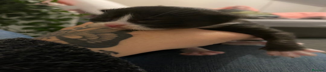 British Longhair Kitten 2