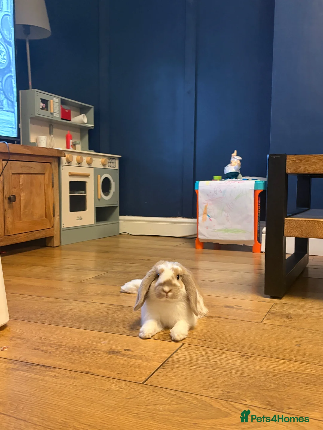 Mini Lop rabbits for sale: Male mini lop for rehome  in Chester-le-Street - Advert 1