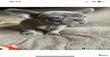 French Bulldog dogs - Advert 16