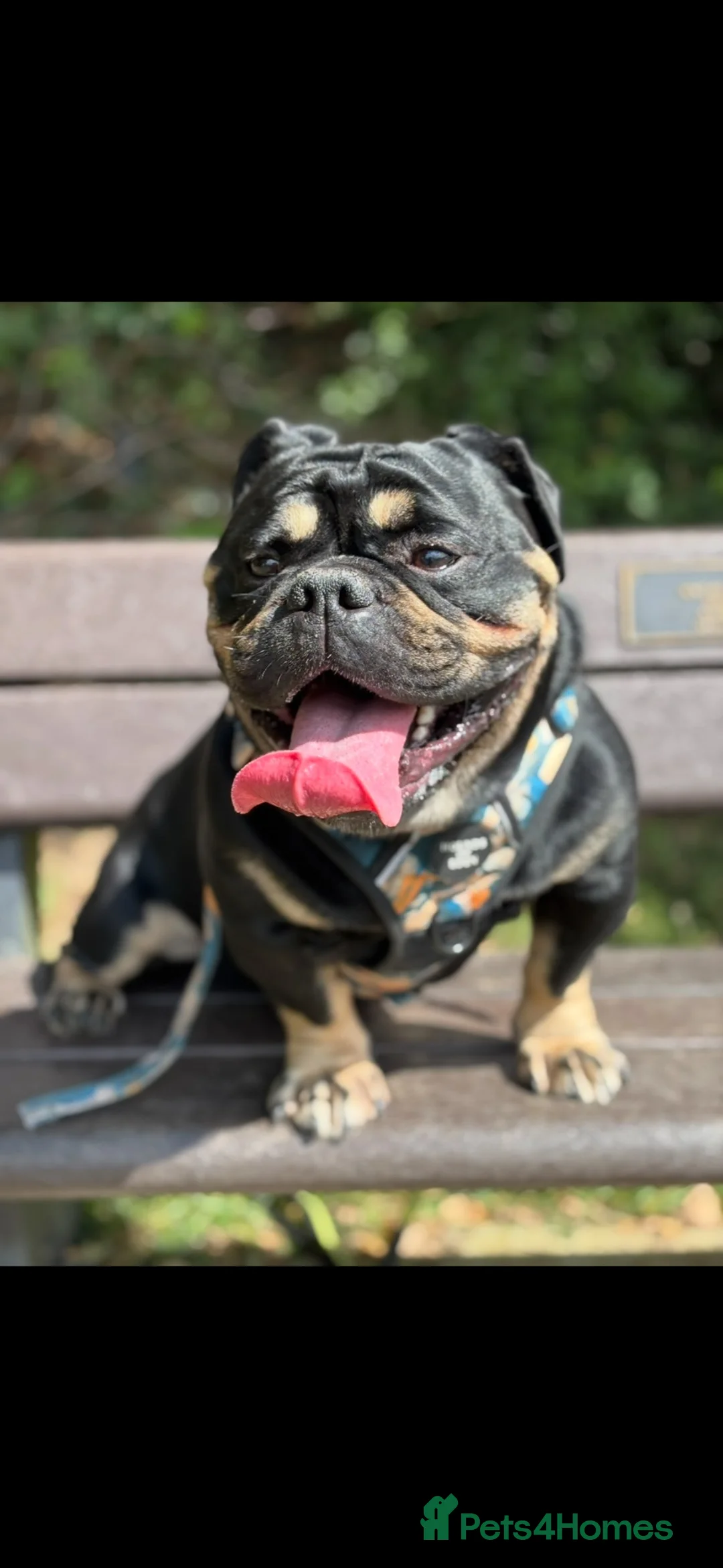 Olde English Bulldogge dogs for sale: Bruno. - Advert 2
