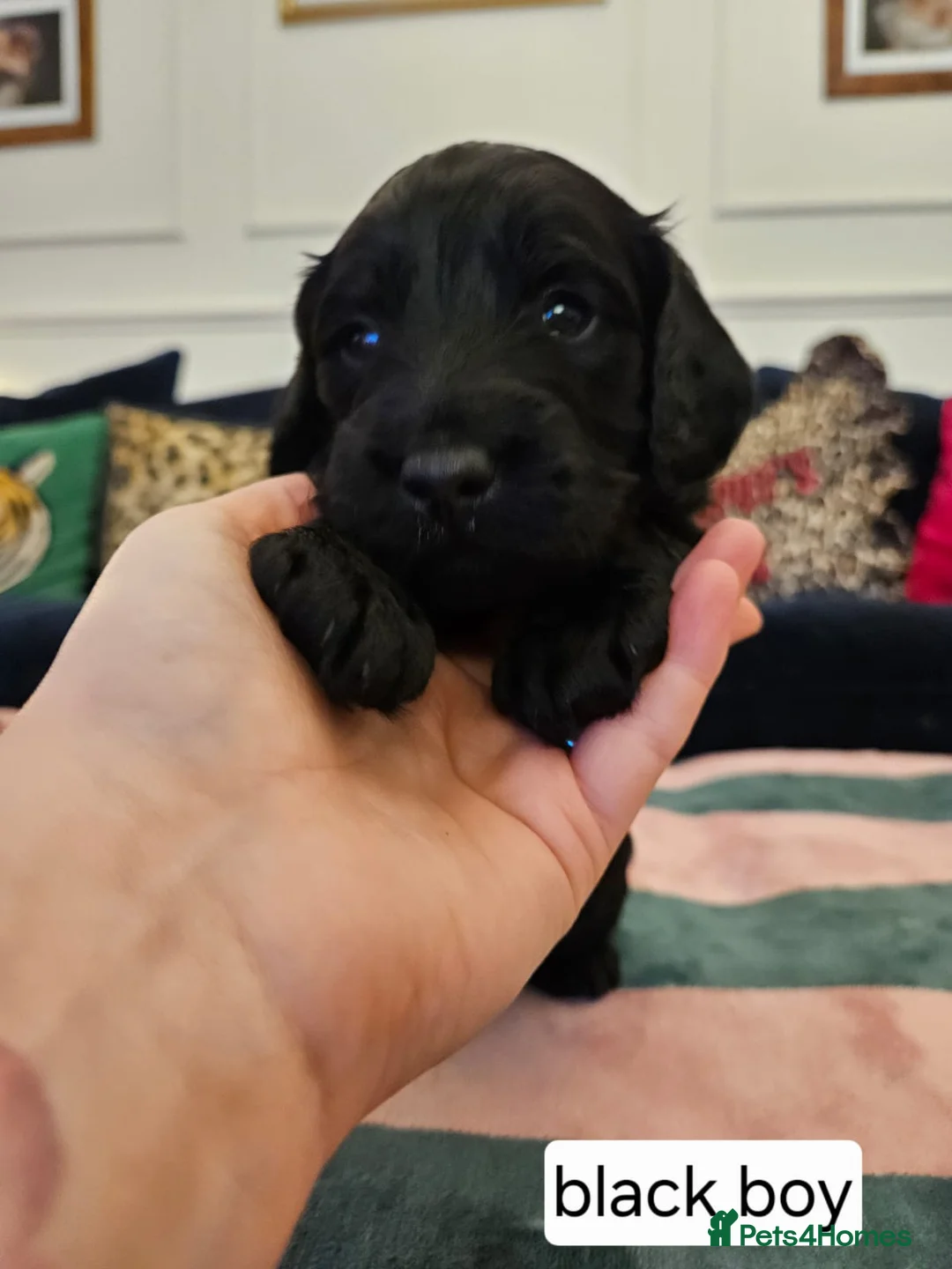 Sproodle dogs for sale: Sproodle puppies  - Advert 10