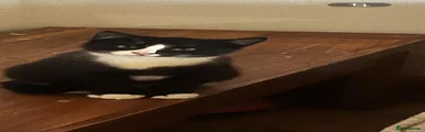 Domestic Shorthair Kitten 3