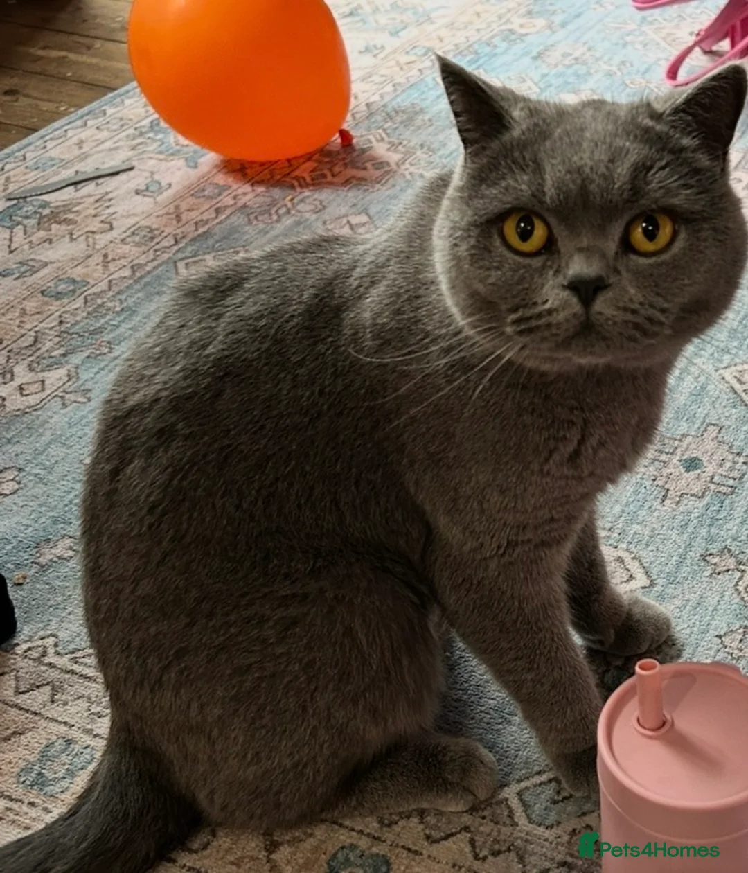British Shorthair cats for sale: Active Blue British Shorthair cat  - Advert 3