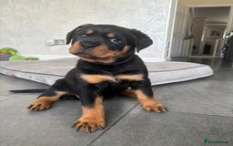 Rottweiler dogs for sale: Stunning Rottweiler Puppies - Image 5