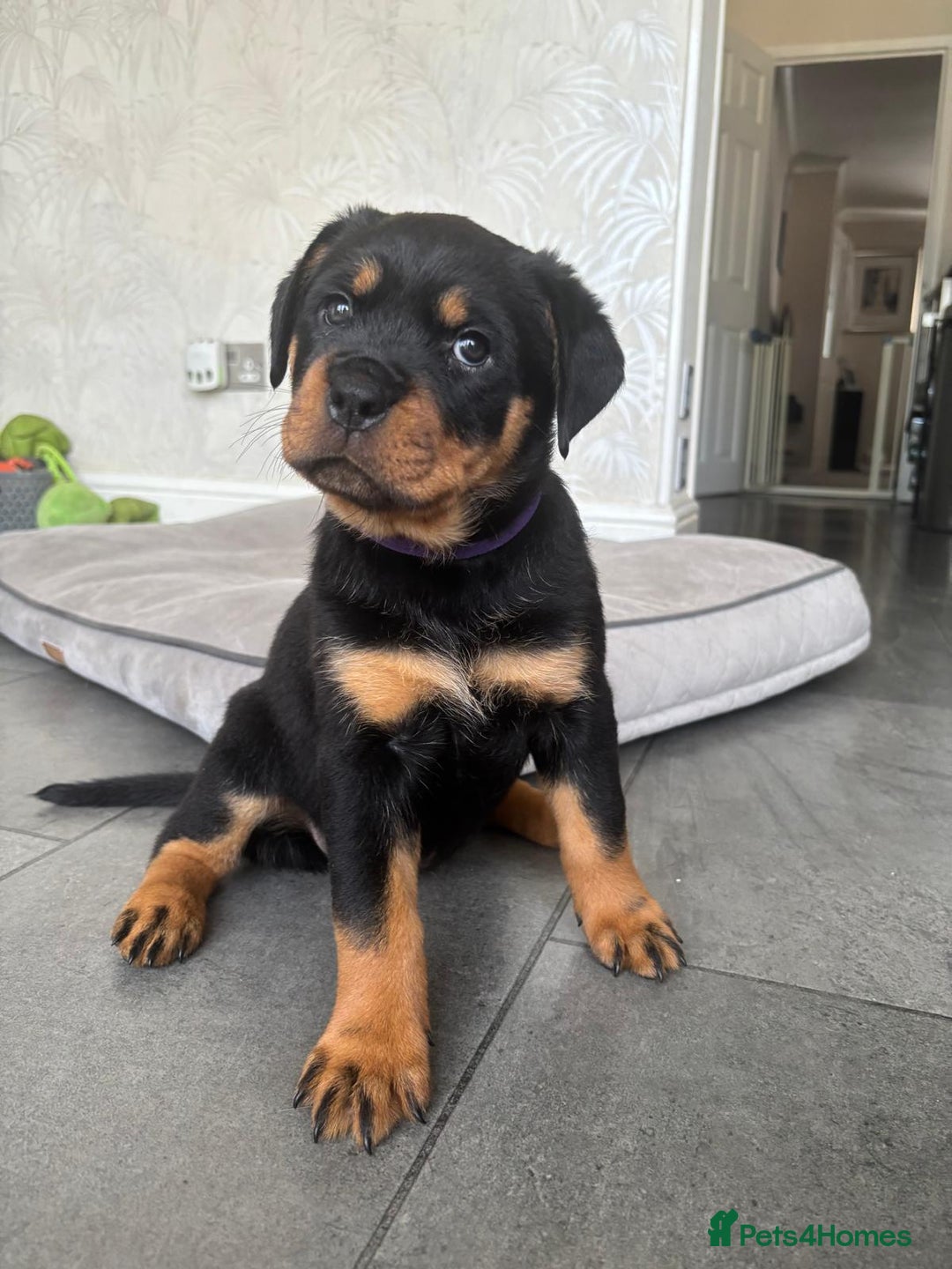 Rottweiler dogs for sale: Stunning Rottweiler Puppies - Image 5