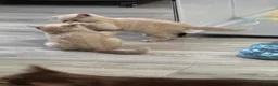 British Shorthair cats for sale: British shorthair  - Advert 24
