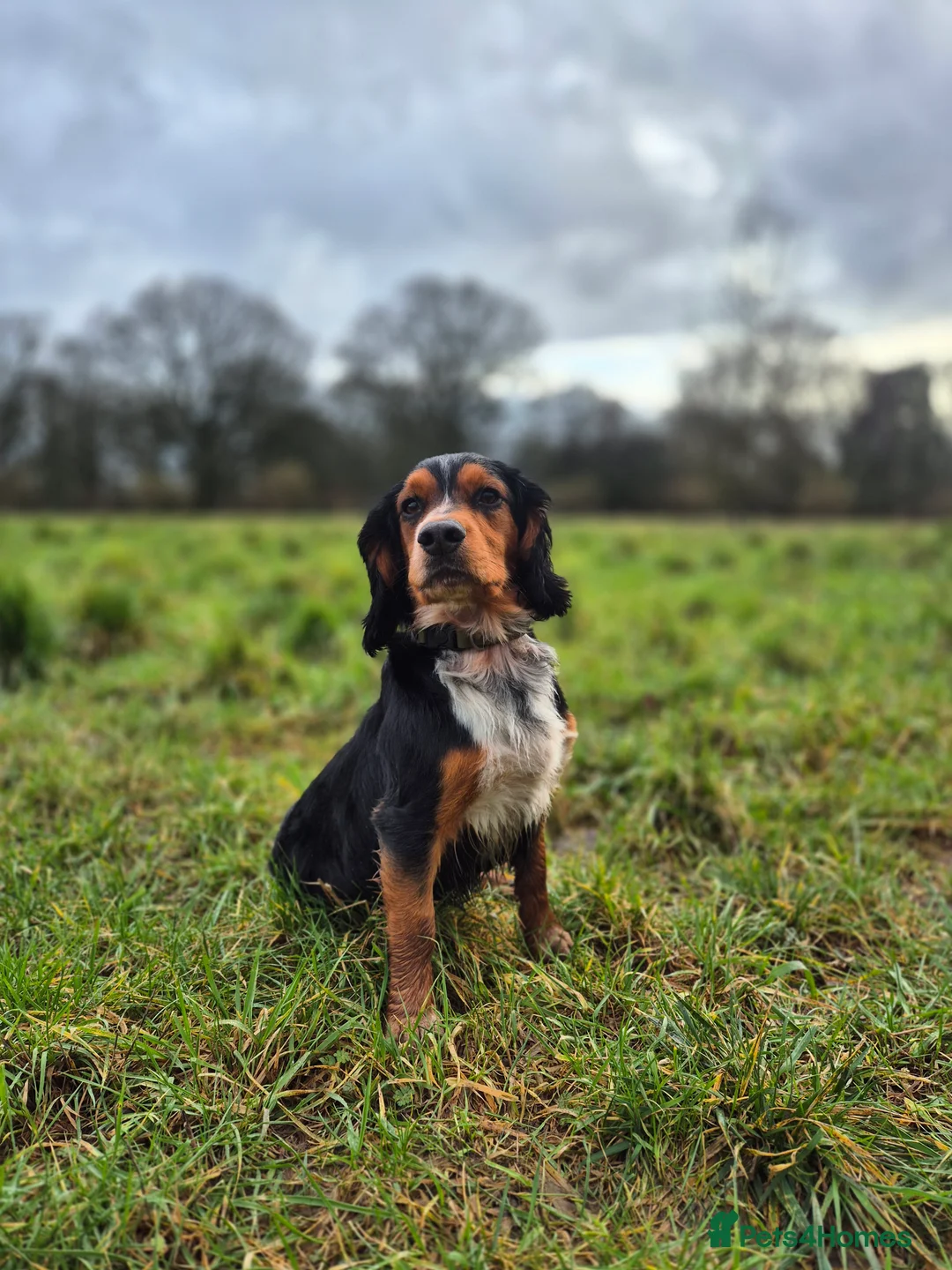 Cocker Spaniel dogs for stud: Working cocker spaniel for stud - Advert 1