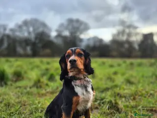 Cocker Spaniel dogs Working cocker spaniel for stud - Advert 17