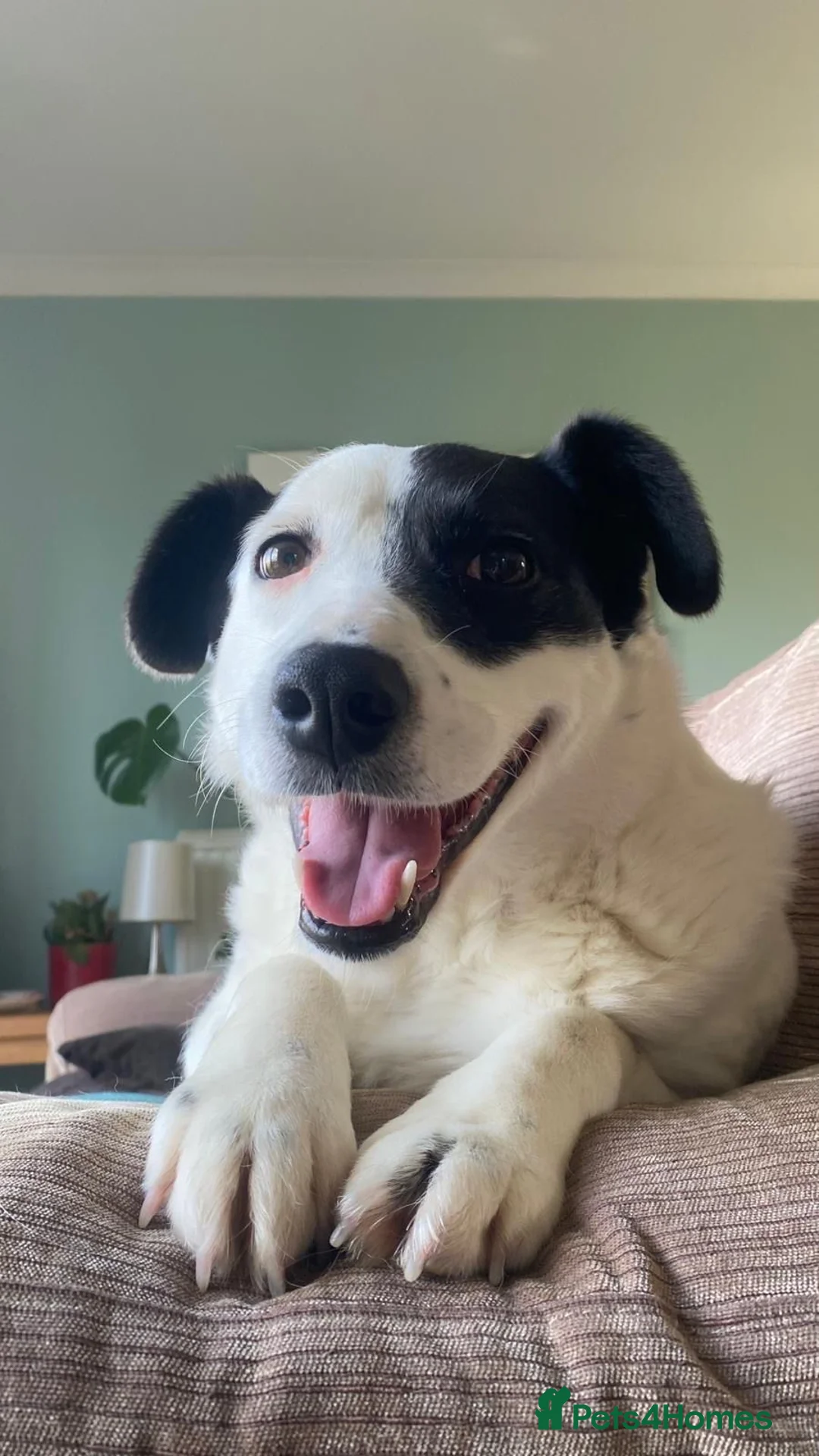 Mixed Breed dogs for adoption: Poppy  - Advert 1