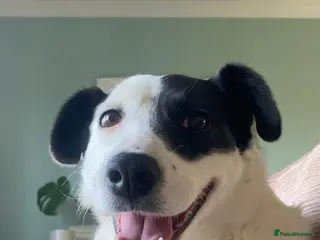 Mixed Breed dogs Poppy - Advert 2