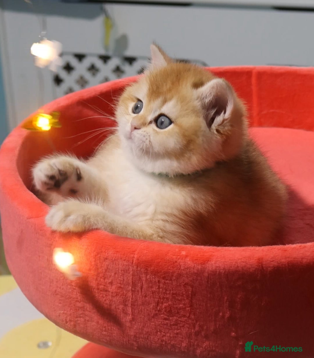 British Shorthair cats for sale: 🧿Luxurious Exclusive Golden BSH girl ready20.12 ✨ - Advert 2