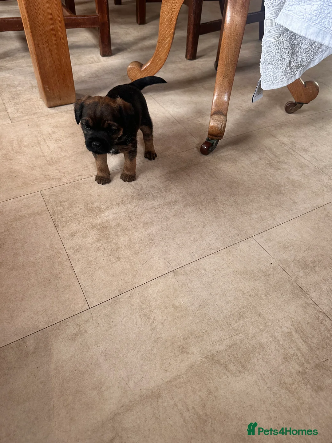 Border Terrier dogs for sale: Border terrier puppies in Lanark - Advert 2
