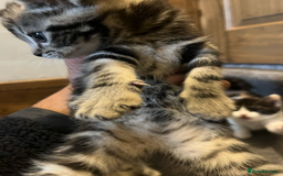 Domestic Shorthair cats for sale: 2 Male 1 Female Tabby Cats - Silver Tabby Mother - Image 6
