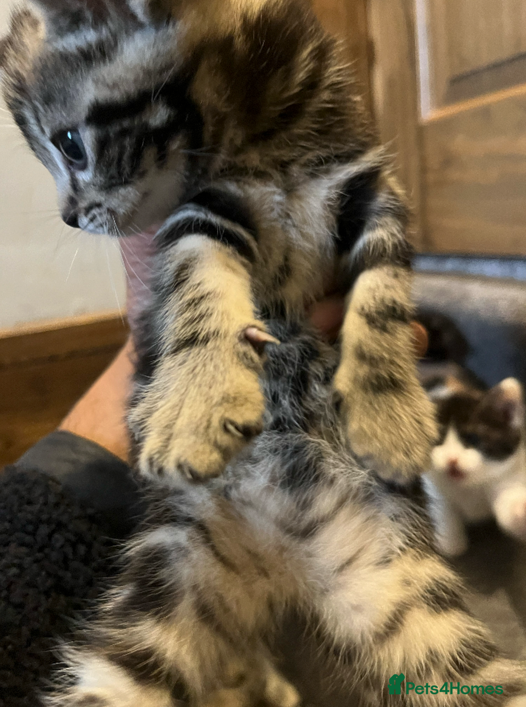 Domestic Shorthair cats for sale: 2 Male 1 Female Tabby Cats - Silver Tabby Mother - Image 6