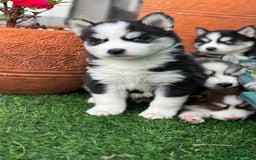 Siberian Husky dogs for sale: Siberian husky puppies - Image 11