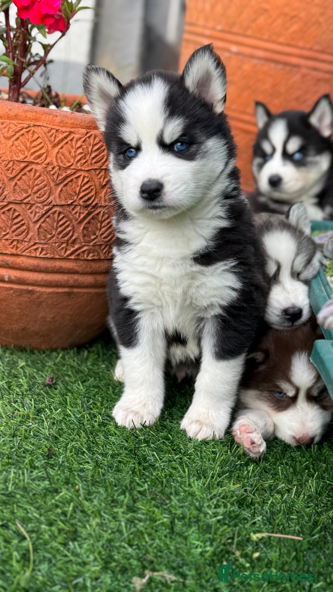 Siberian Husky dogs for sale: Siberian husky puppies - Image 11