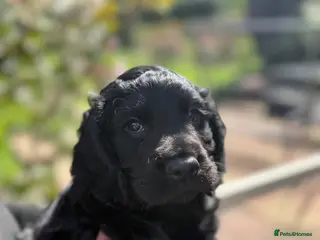 Cocker Spaniel dogs Gorgeous Cocker Spaniel Boy - KC reg & DNA tested - Advert 3