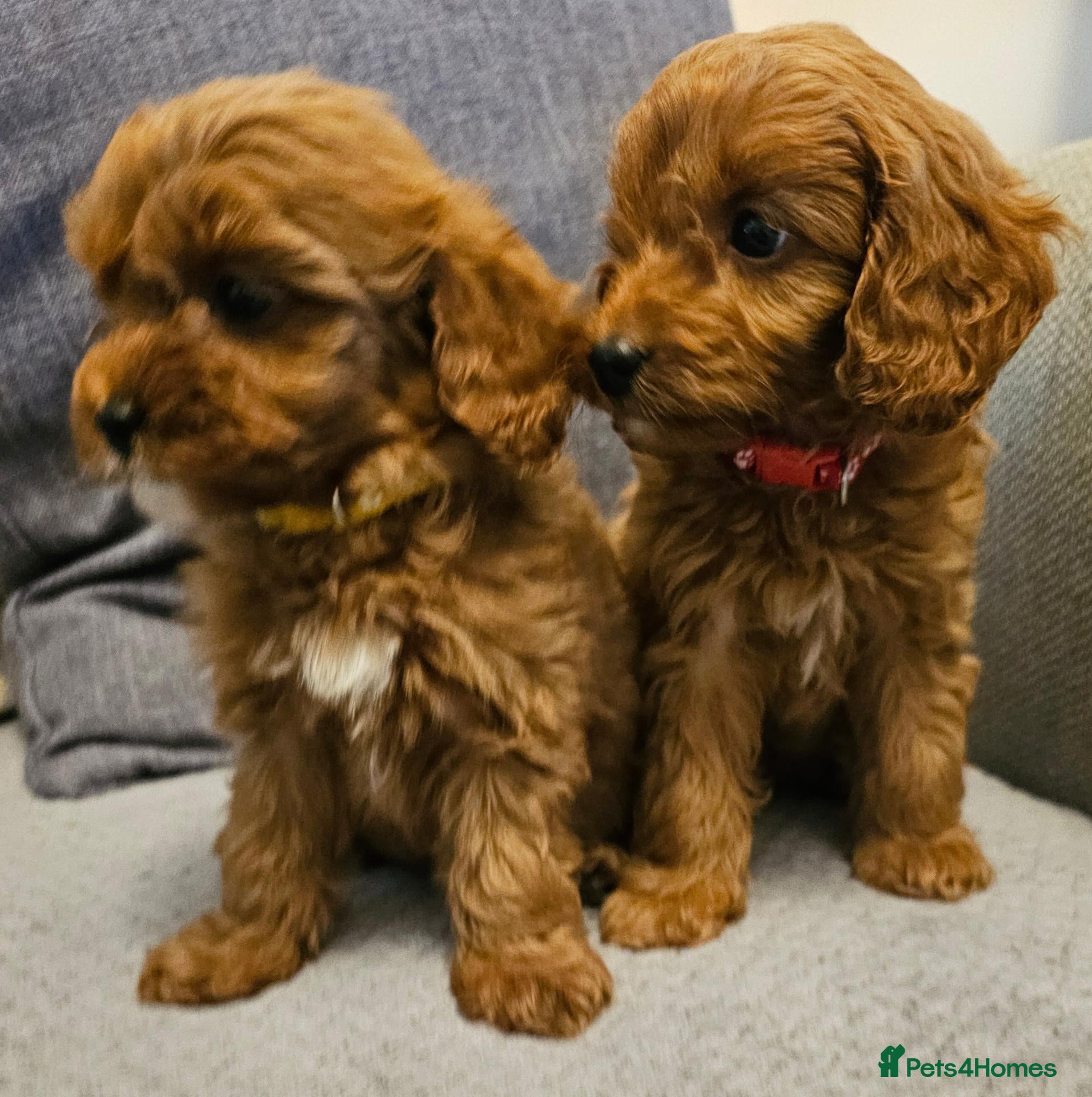 Cavapoo dogs for sale: F1b Cavapoo boy!! - Advert 1