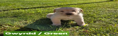 Labrador Retriever Puppy Green