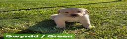 Labrador Retriever dogs for sale: 4 beautiful Labrador boys for family/work buddy in Aberaeron - Advert 17