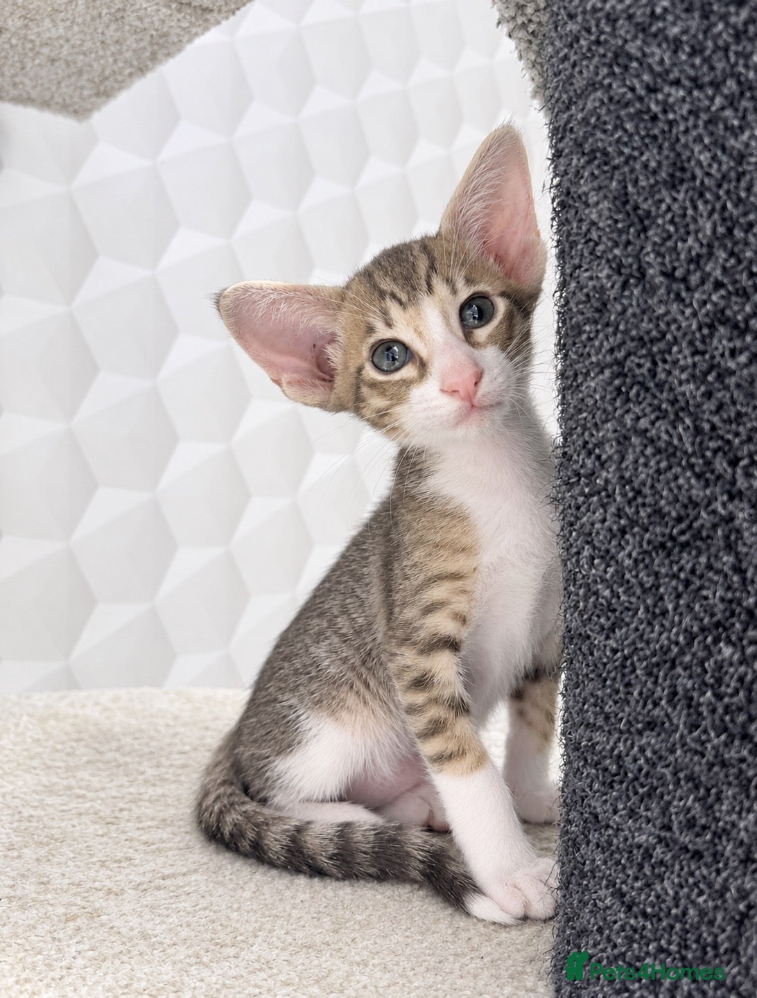 Siamese cats for sale: 🐾 **Gorgeous Oriental Shorthair & Siamese Kittens - Advert 1