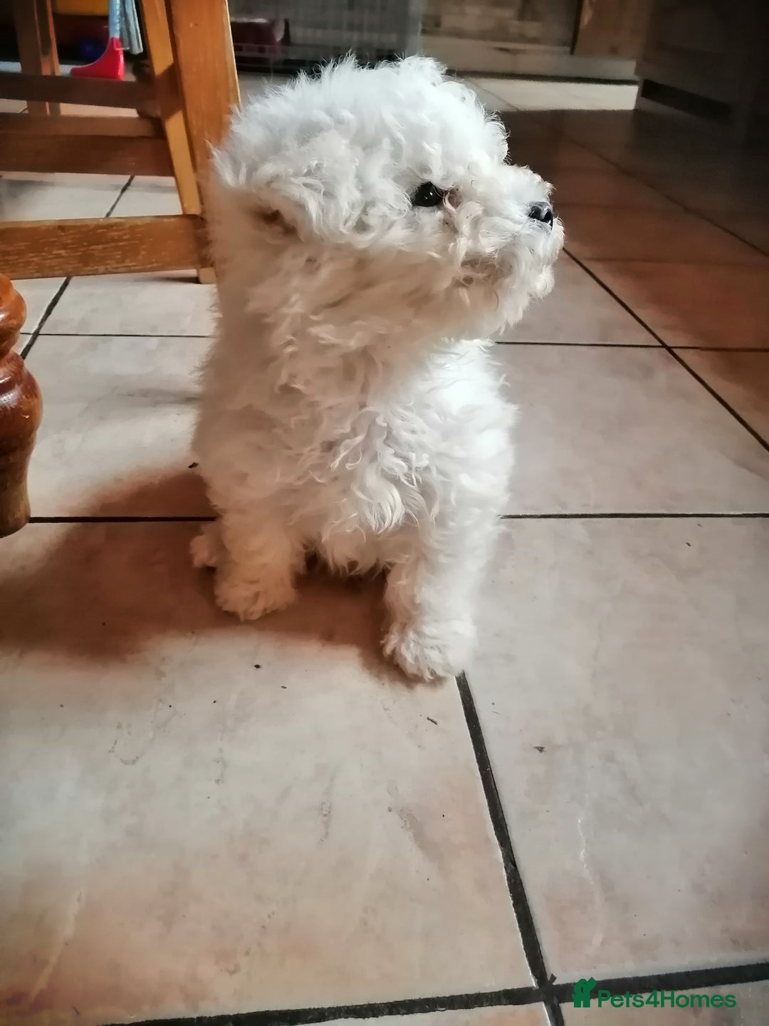 Bichon Frise dogs for sale: BICHON FRISE - Advert 4