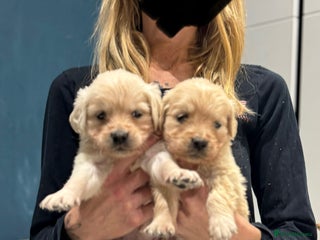 Golden Retriever dogs 5 outstanding KC golden retriever puppies - Advert 2