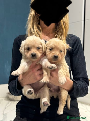 Golden Retriever dogs 5 outstanding KC golden retriever puppies - Advert 3