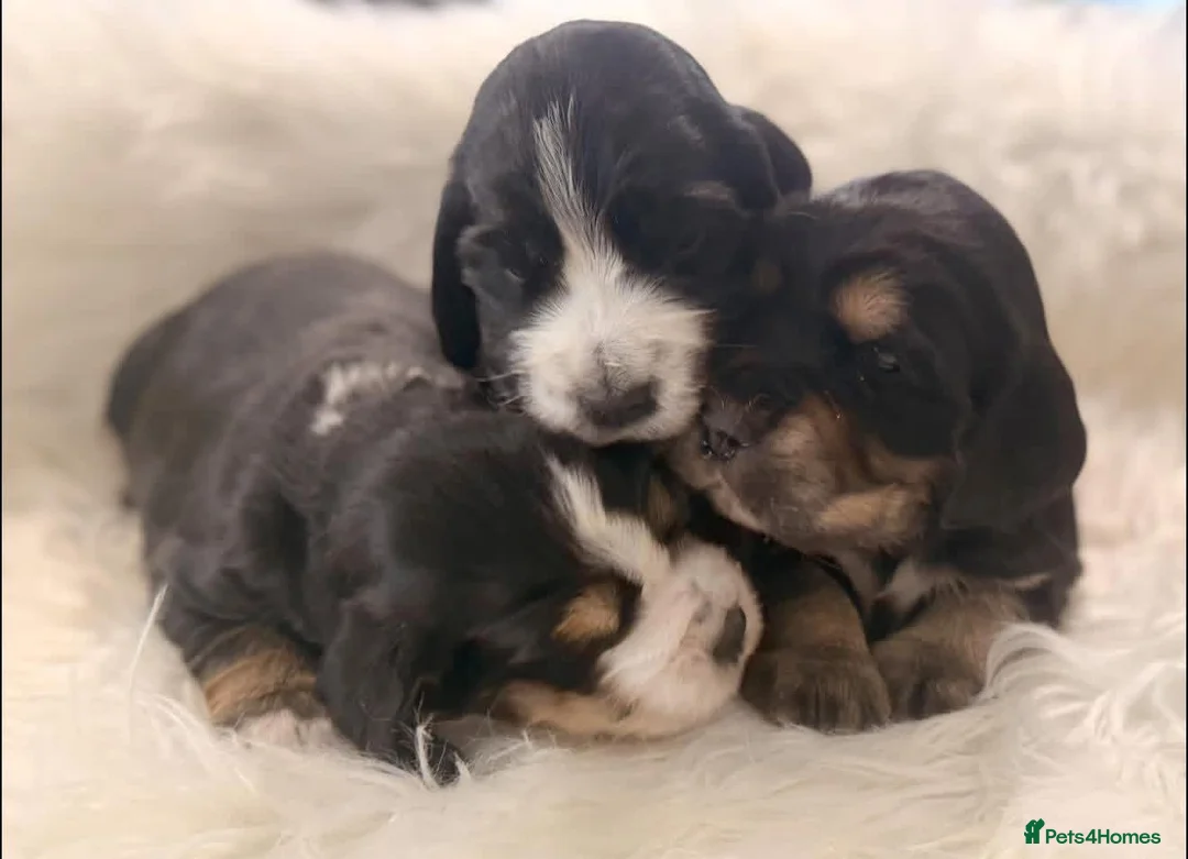 Cocker Spaniel dogs for sale: Show Cocker Spaniels for sale  - Advert 7