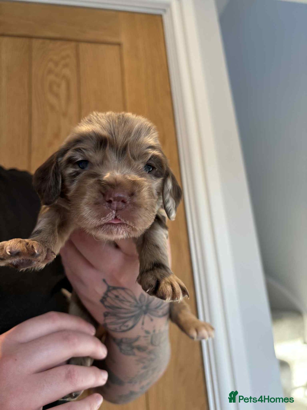 Cocker Spaniel dogs for sale: Working Cocker Spaniel Puppies - Advert 8