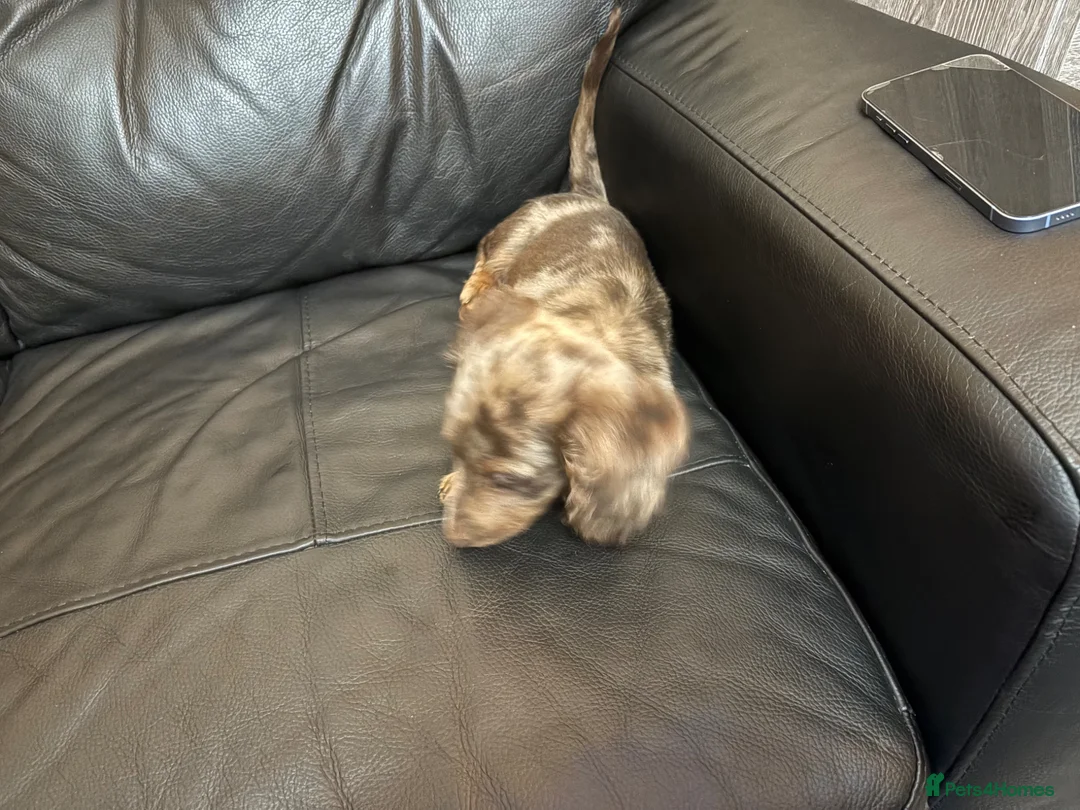 Miniature Dachshund dogs for sale: This is Milo in Dartford - Advert 3