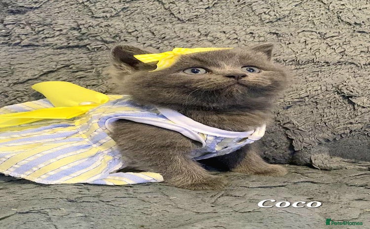 British Shorthair cats Little princess 👸  - Advert 12