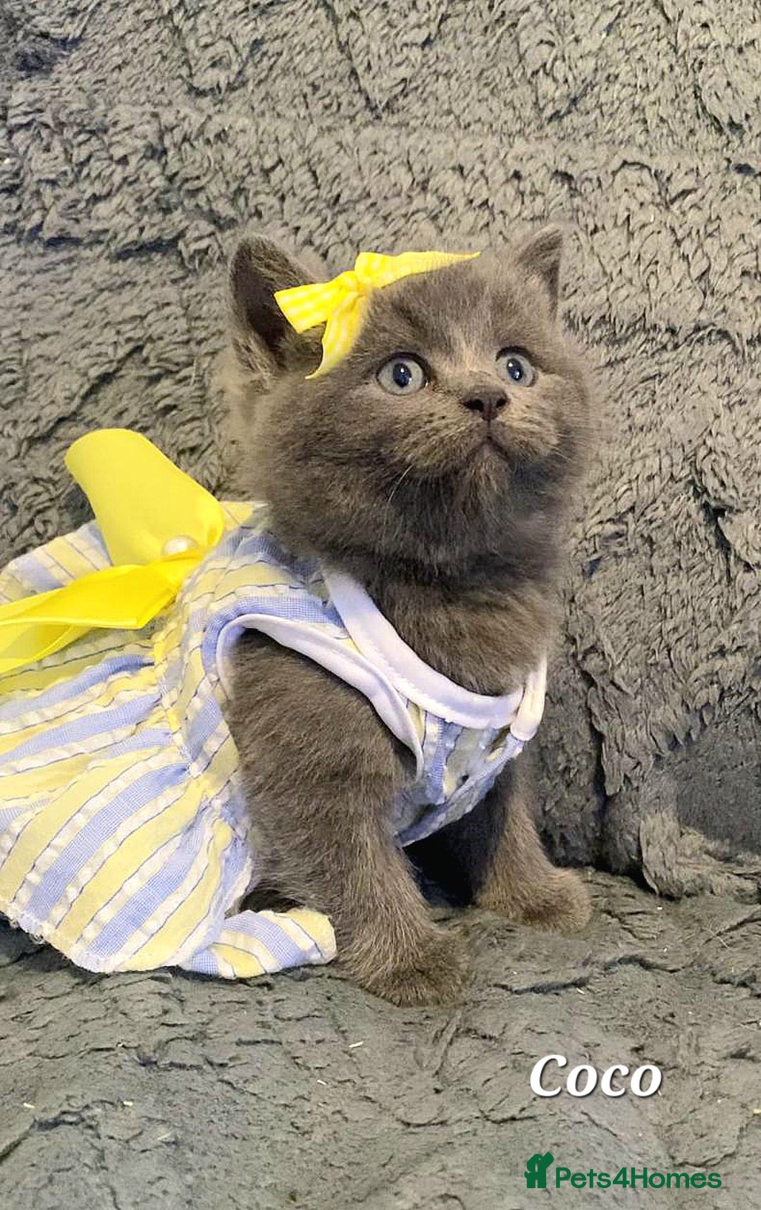 British Shorthair cats for sale: Little princess 👸  - Advert 17